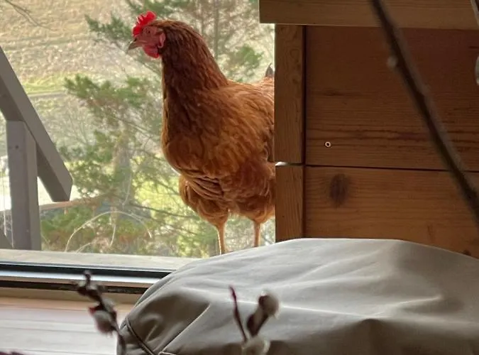 Im Zittauer Gebirge - Gemuetliche Und Moderne Mit Terrasse